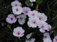 Click to see Dianthus_x_PinkFlash2.jpg