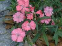 Click to see Dianthus_x_Princess.jpg
