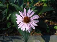 Click to see Echinacea_purpurea2.jpg