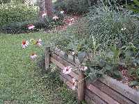 Click to see Echinacea_purpurea8.jpg