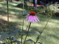 Click to see Echinacea_purpurea.jpg