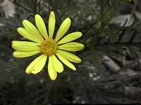 Click to see Gamolepischrysanthemoides2.JPG