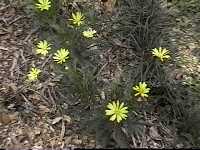Click to see Gamolepischrysanthemoides.JPG