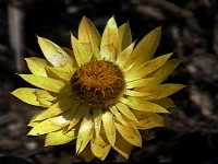 Click to see HelichrysumbracteatumGoldenBeauty.jpg