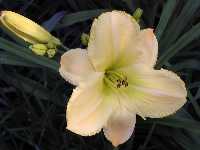 Click to see Hemerocallis_hybrids_Sari.jpg