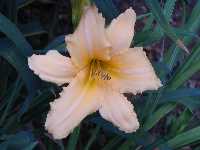 Click to see Hemerocallis_hybrids_SweetGeorgiaBrown.jpg