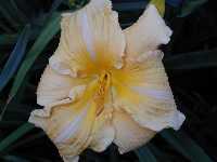 Click to see Hemerocallis_hybrids_Yasmin.jpg
