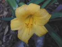Click to see Hemerocallis_hybrids_YellowLollipop.jpg