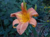 Click to see Hemerocallis_rust-color.jpg