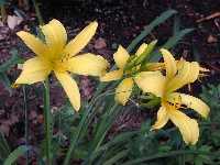 Click to see Hemerocallis_yellow.jpg