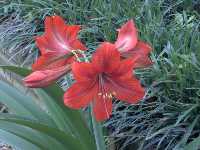 Click to see Hippeastrum_sp3.jpg
