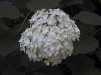 Click to see Hydrangea_arborescens_Annabelle10.jpg
