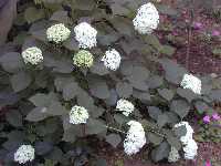 Click to see Hydrangea_arborescens_Annabelle9.jpg