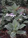 Click to see Hydrangea_macrophylla_variegata2.jpg