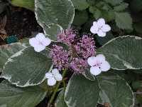 Click to see Hydrangea_macrophylla_variegata4.jpg