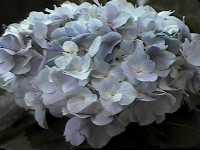 Click to see Hydrangeamacrophyllablue.jpg
