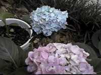 Click to see Hydrangeamacrophyllapinknblue2.jpg