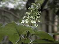 Click to see Hydrangeaquercifolia3.jpg