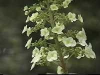 Click to see Hydrangeaquercifolia4.jpg