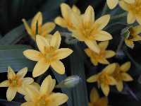 Click to see Hypoxis_decumbens8.jpg