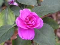 Click to see Impatiens_DoublePurple2.jpg