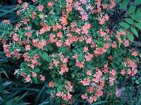 Click to see Impatiens_walleriana_FireflySalmon.jpg