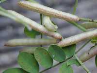 Click to see Indigofera_pseudotinctoria_RoseCarpet3.jpg