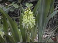 Click to see Kniphofiauvariapfitzeri.jpg