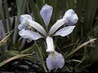 Click to see Irisvirginica.JPG